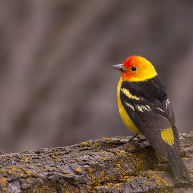 Western Tanager