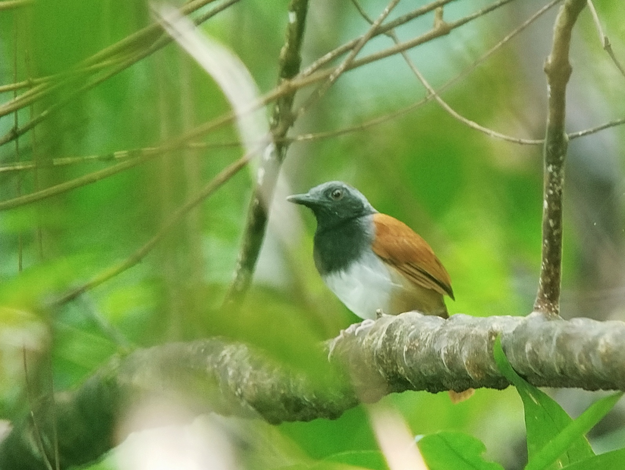 White-bellied Antbird