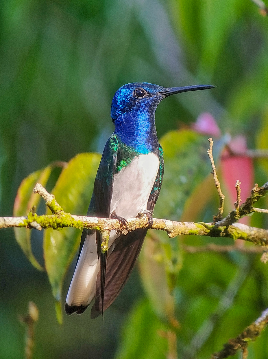 White-necked Jacobin