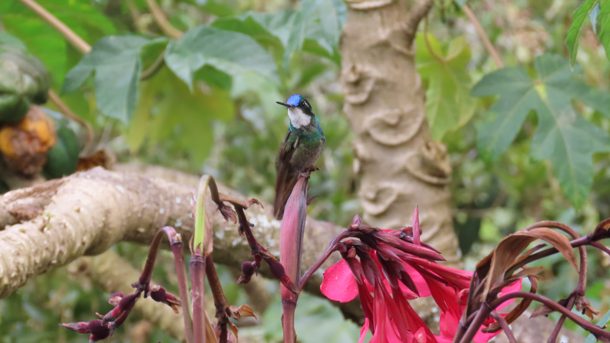 White-throated Mountain-Gem
