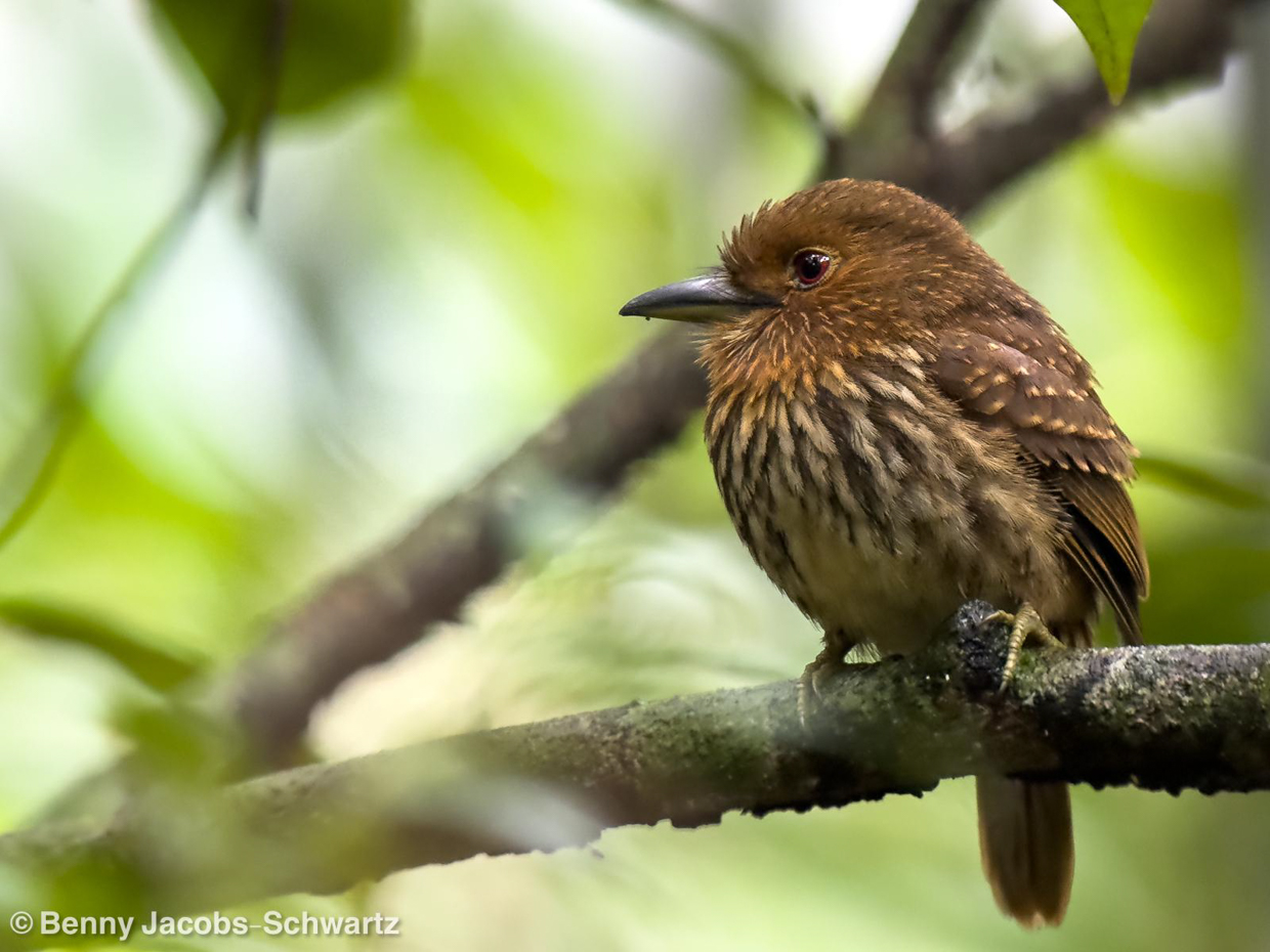 White-whiskered Puffbird