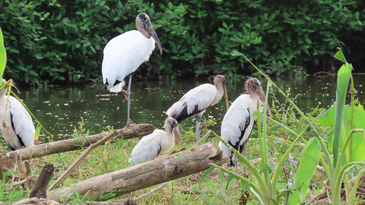 Wood Stork