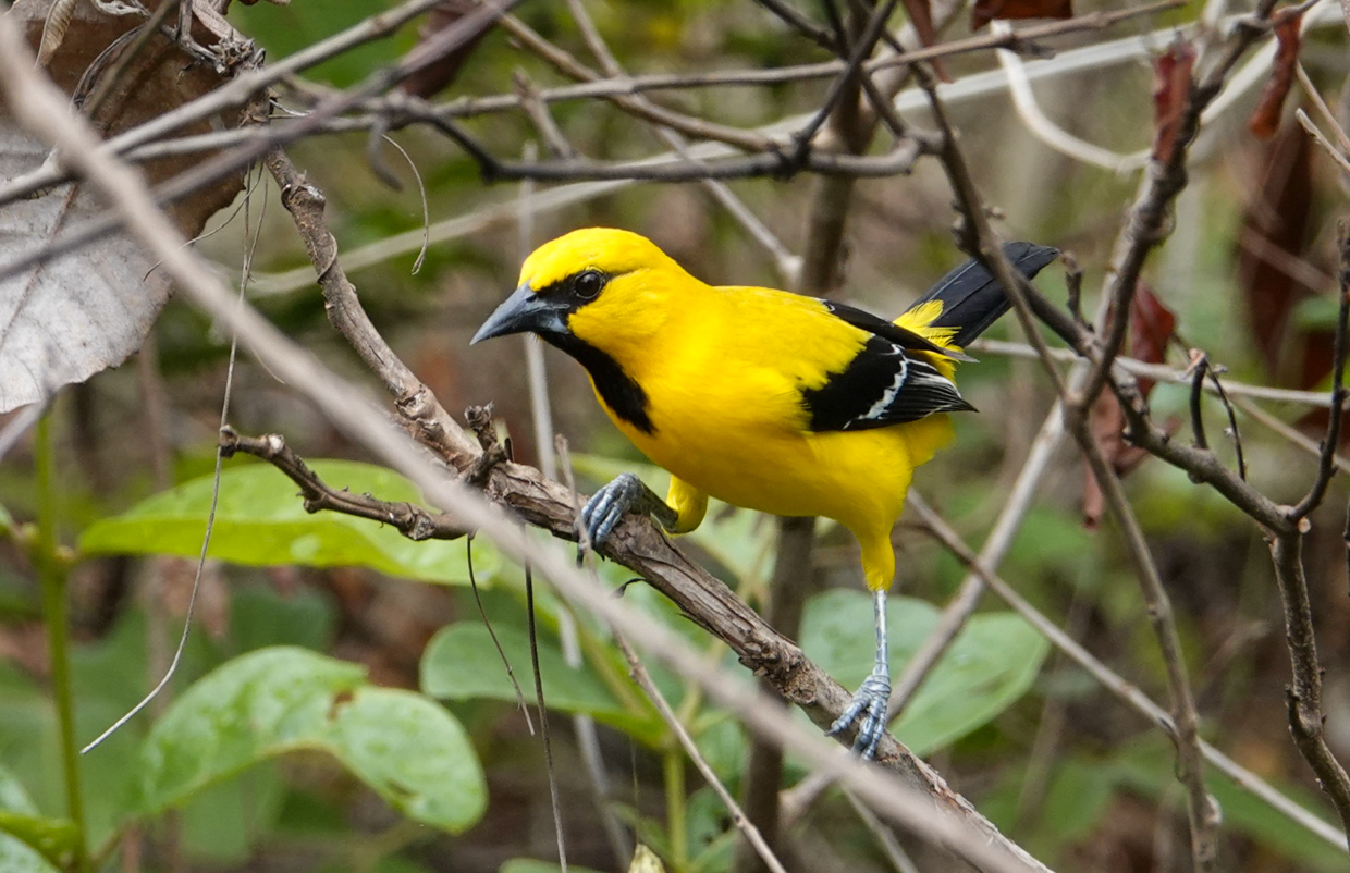Yellow Oriole