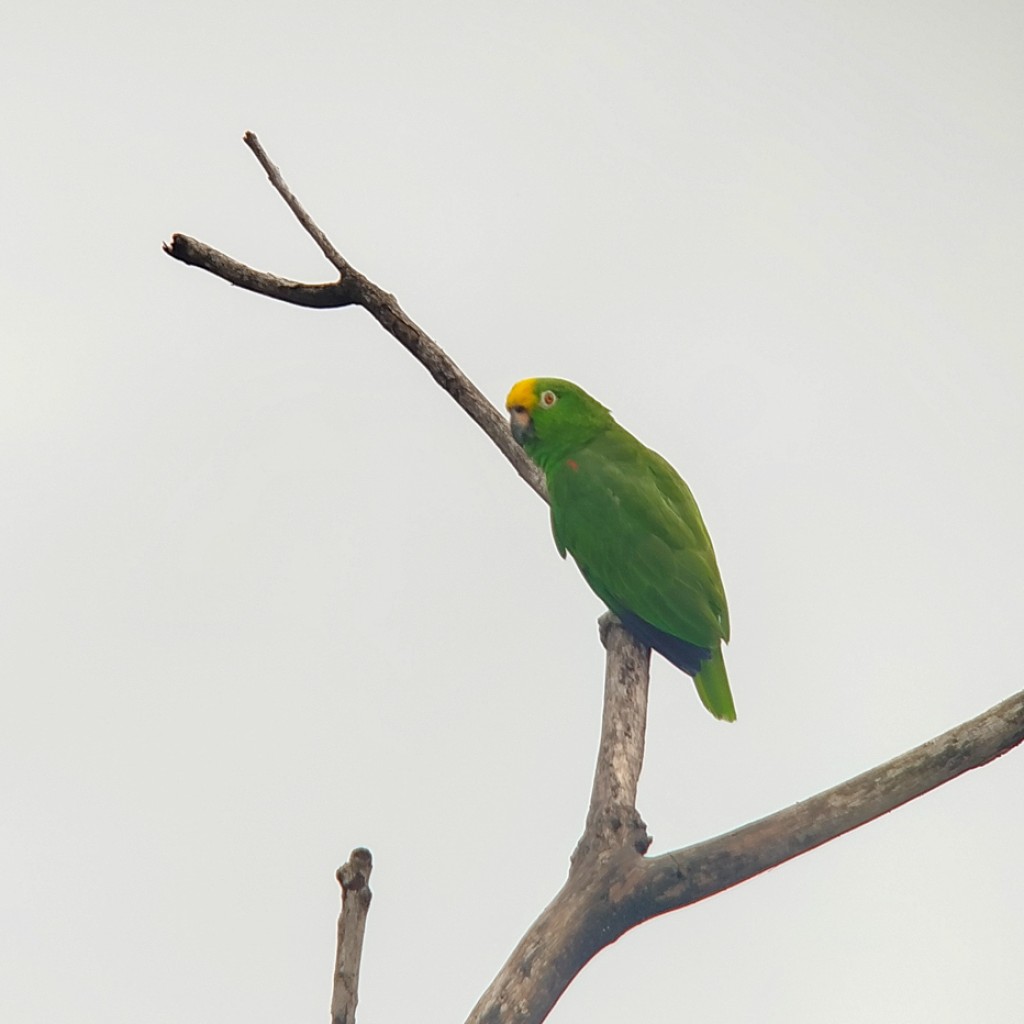 Yellow-crowned Parrot