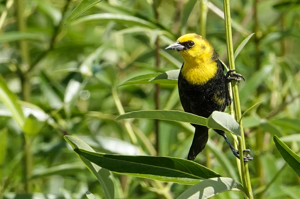 Yellow-hooded Blackbird
