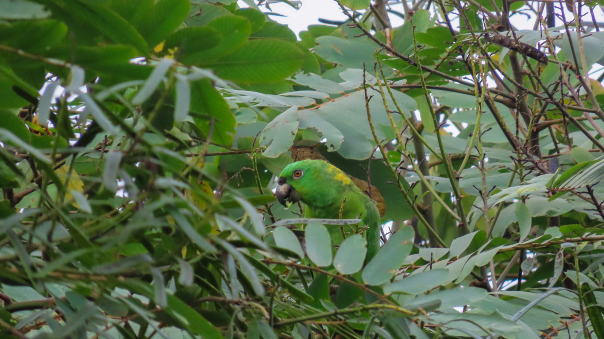 Yellow-naped Amazon