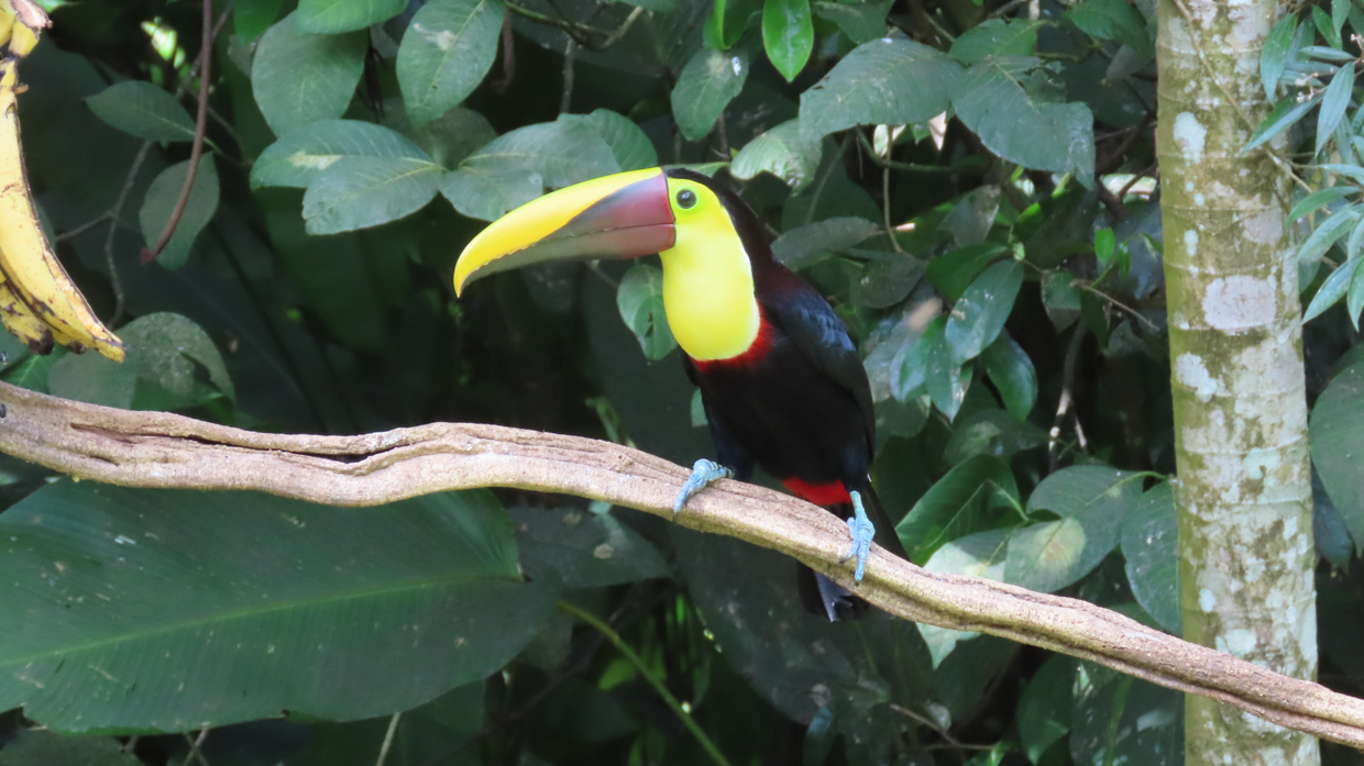 Yellow-throated Toucan