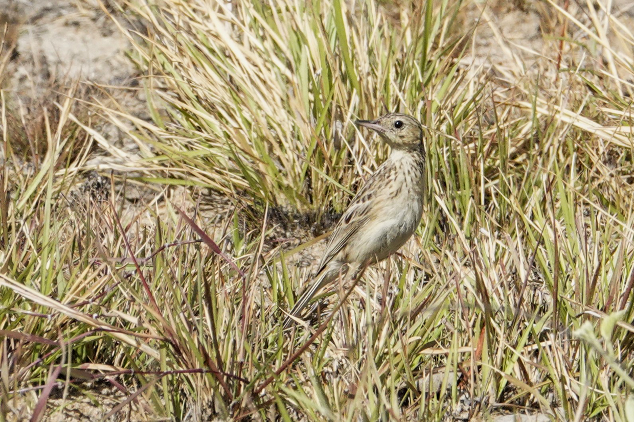 Yellowish Pipit