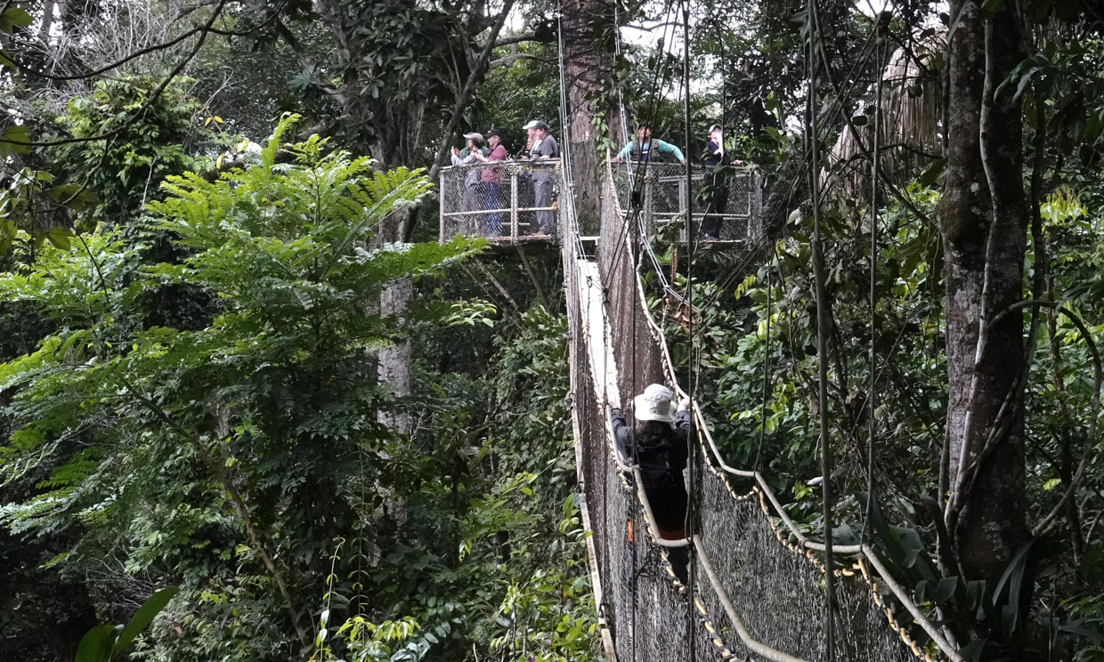 Canopy platforms at Atta