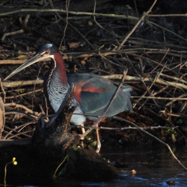 Agami Heron