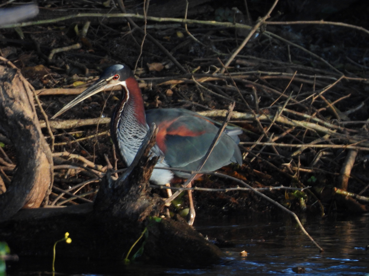 Agami Heron