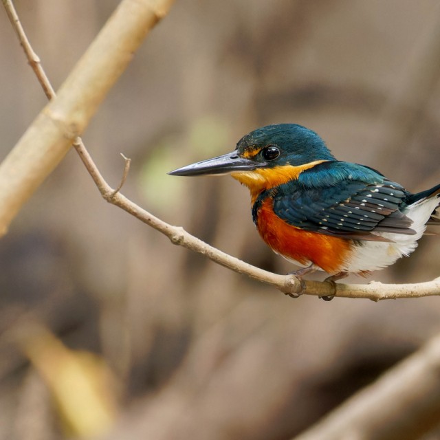 American Pygmy Kingfisher