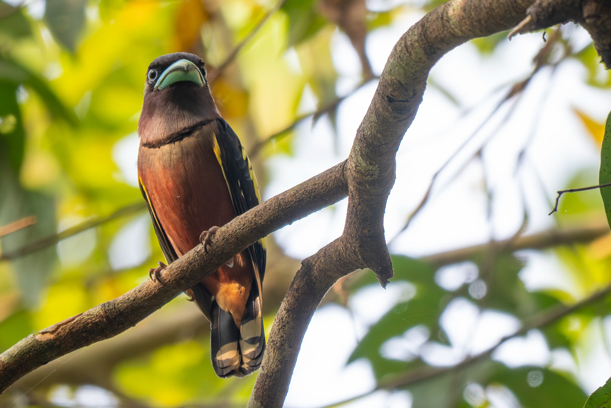 Banded Broadbill