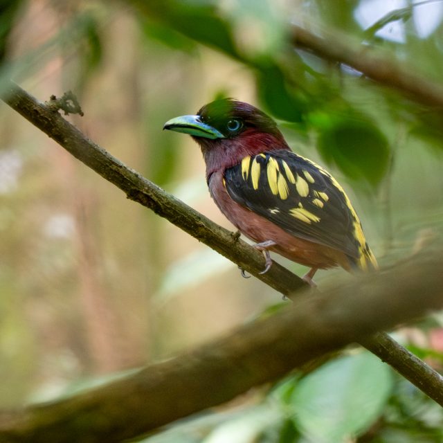Banded Broadbill
