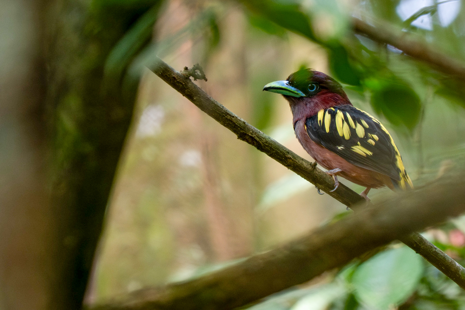 Banded Broadbill