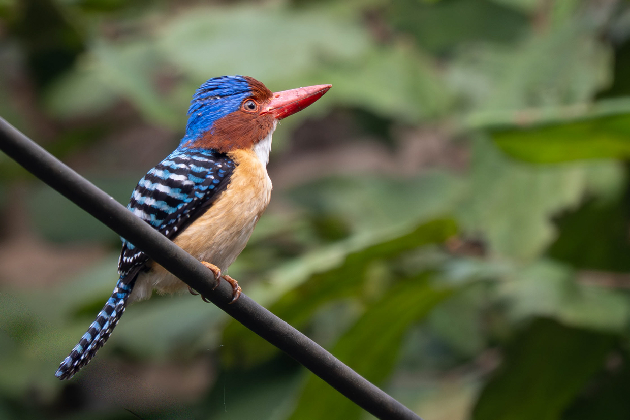 Banded Kingfisher