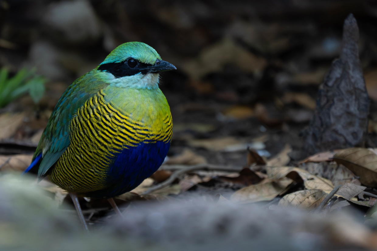 Bar-bellied Pitta