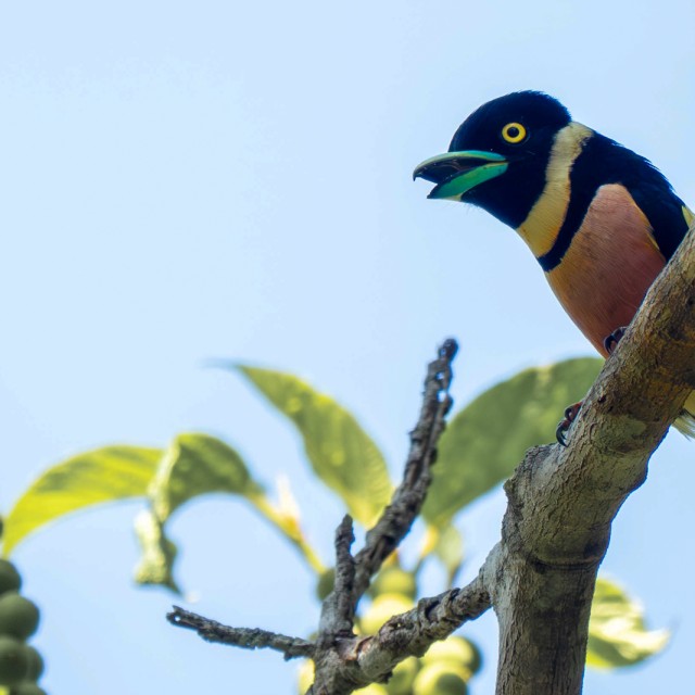 Black-and-yellow Broadbill