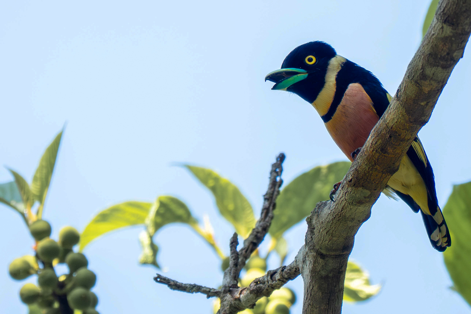Black-and-yellow Broadbill