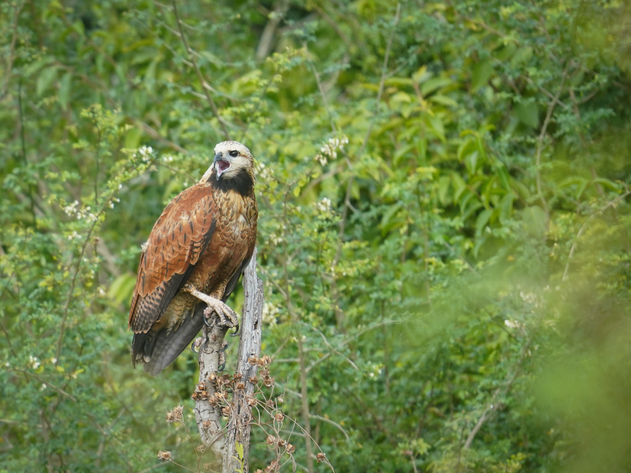 Black-collared Hawk