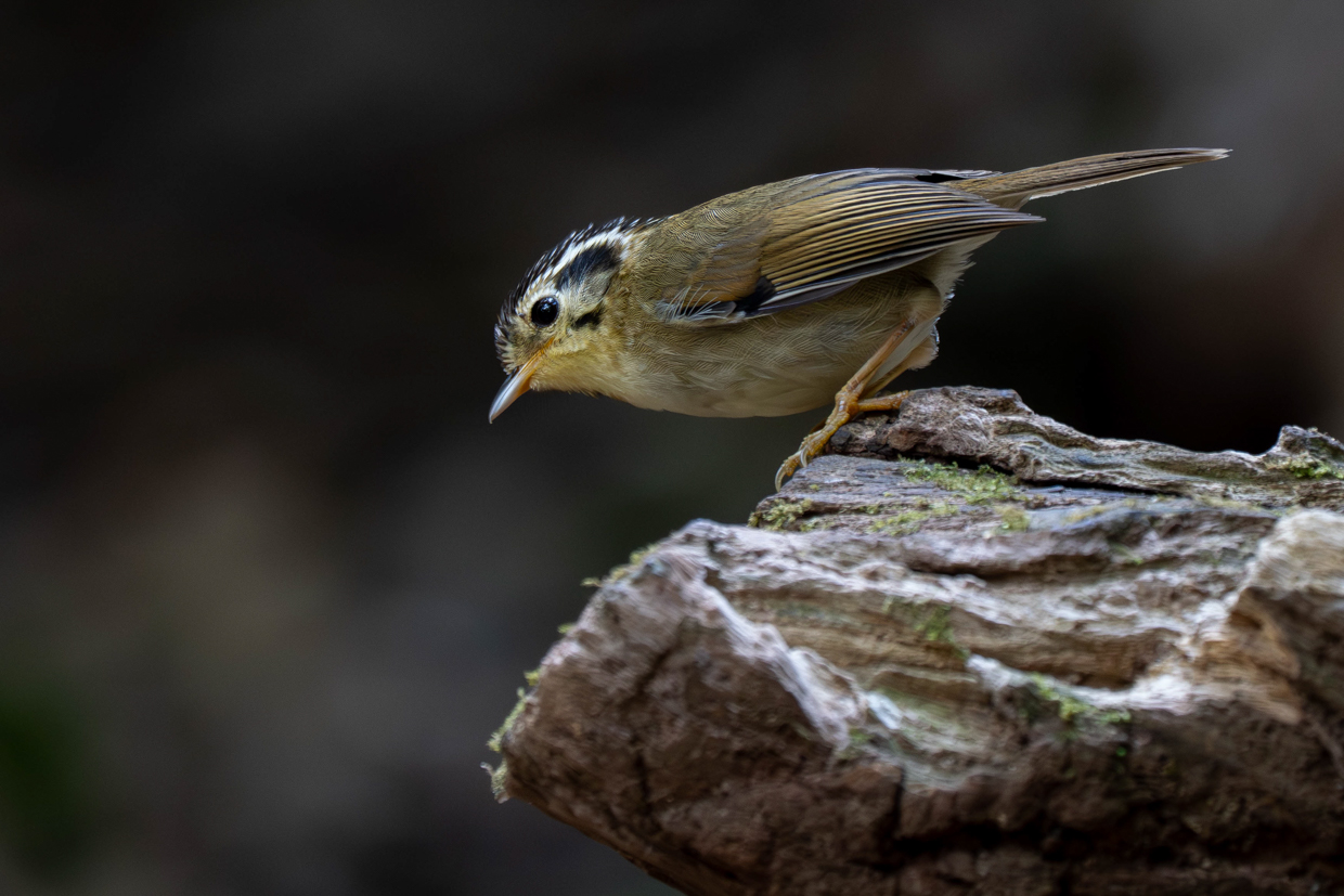 Black-crowned Fulvetta