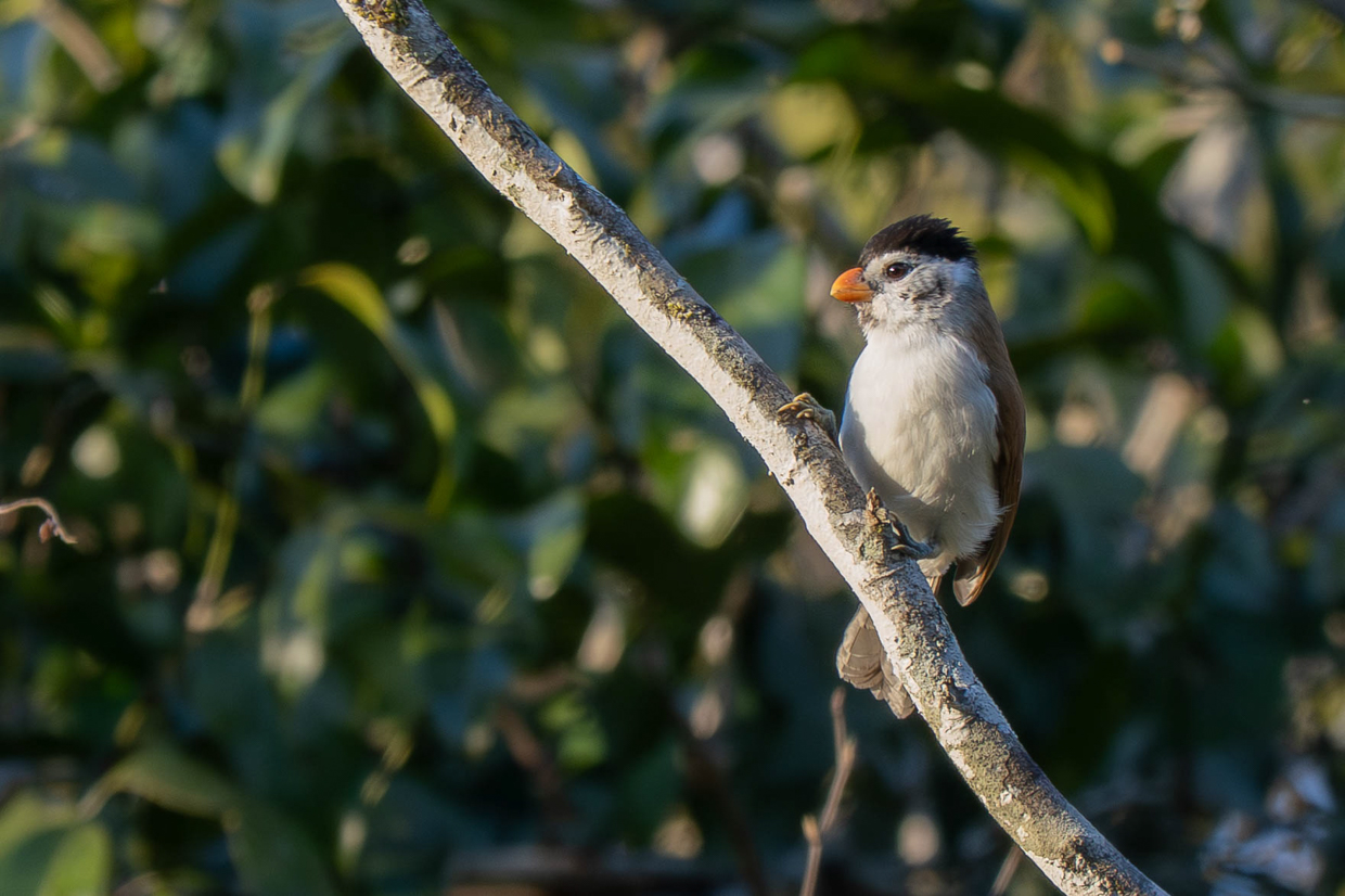 Black-headed Parrotbill