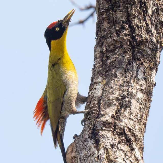 Black-headed Woodpecker