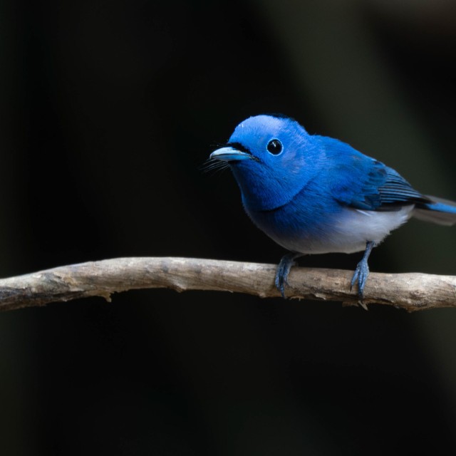 Black-naped Monarch