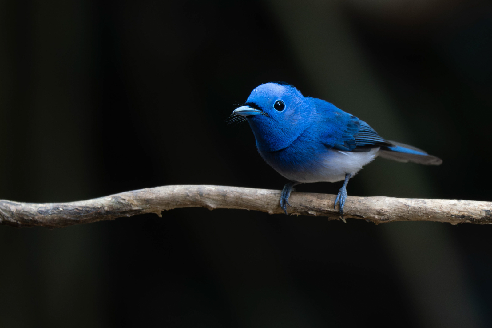 Black-naped Monarch 