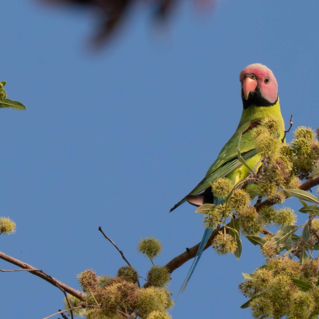 Blossom-headed Parakeet