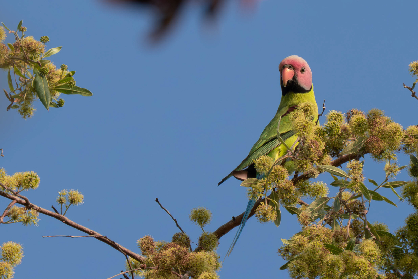 Blossom-headed Parakeet