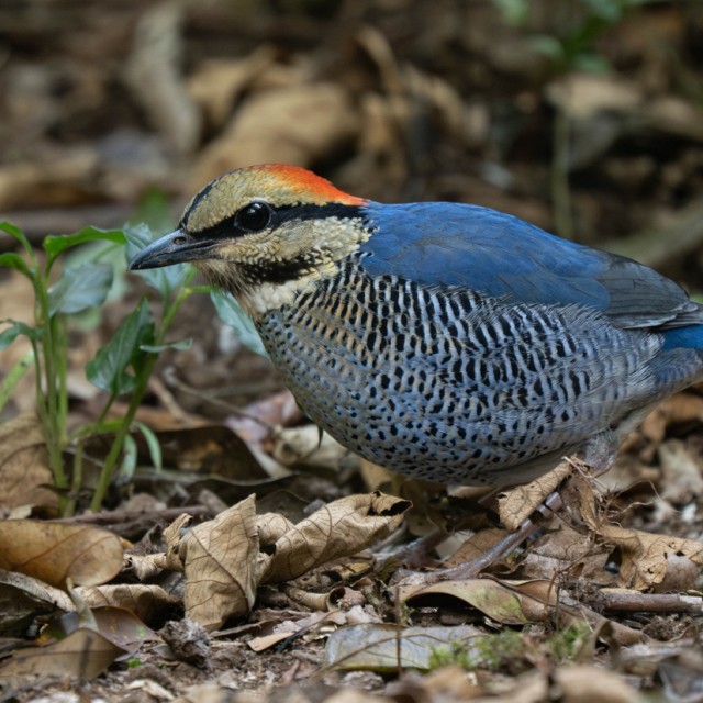 Blue Pitta