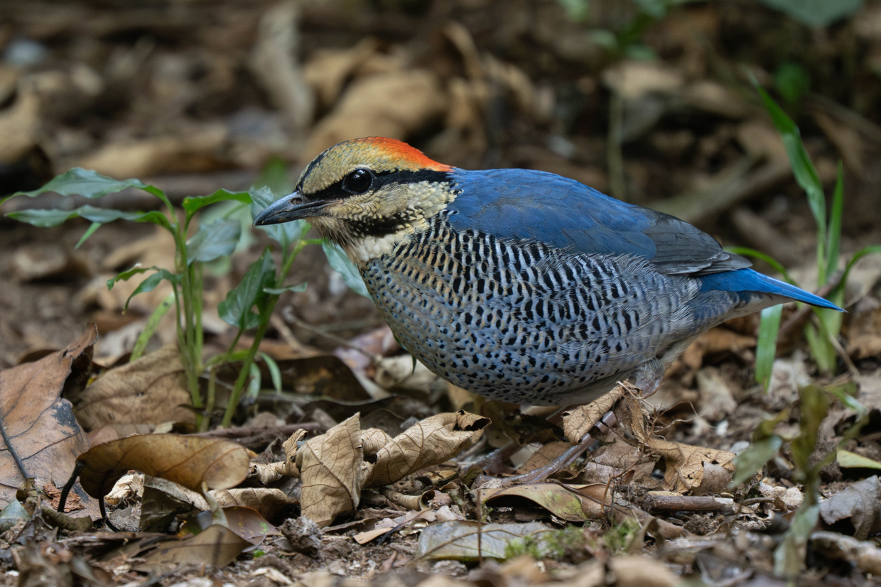 Blue Pitta