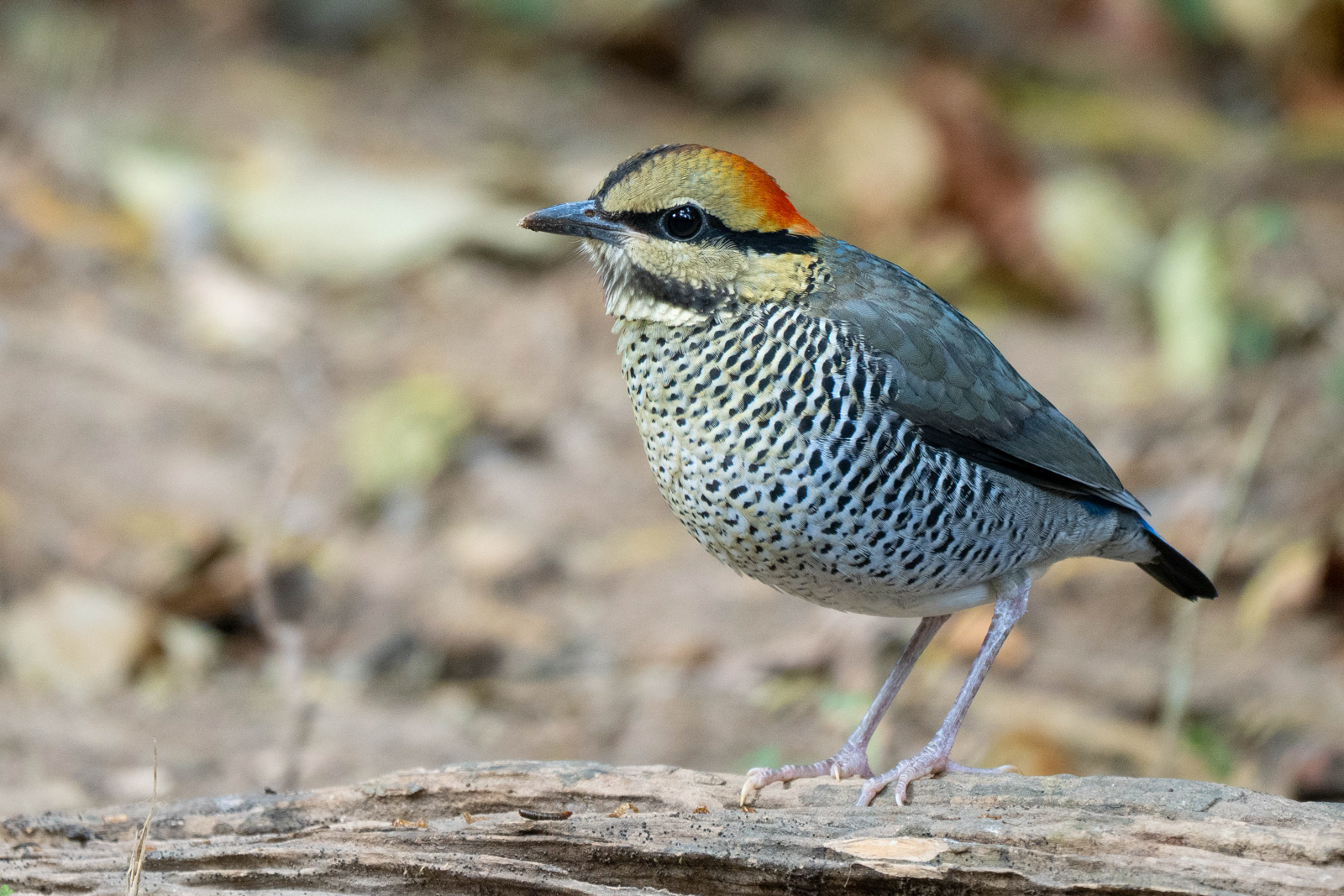 Blue Pitta 