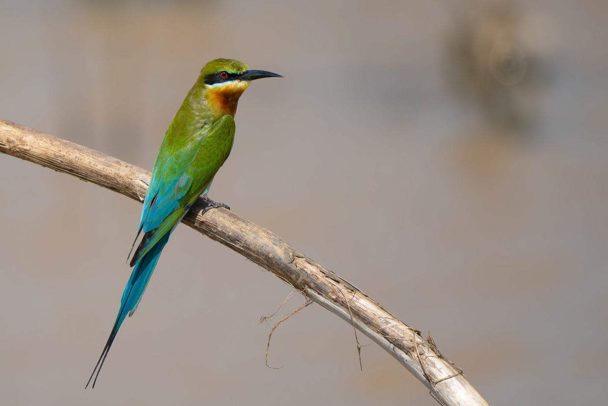 Blue-tailed Bee-eater