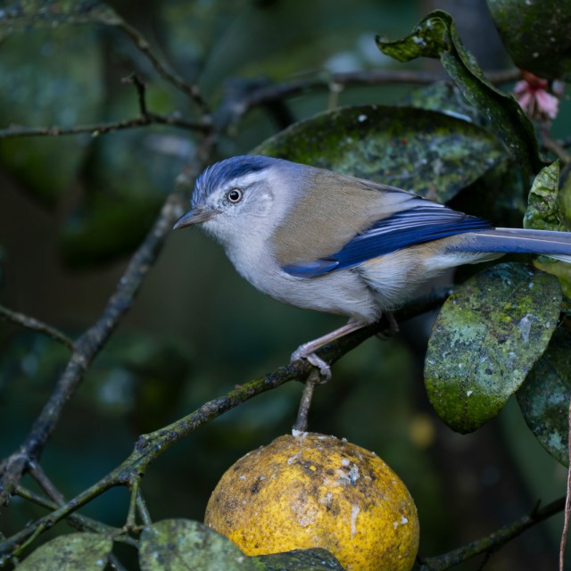Blue-winged Minla