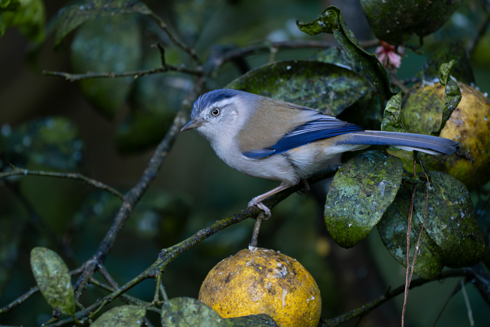 Blue-winged Minla