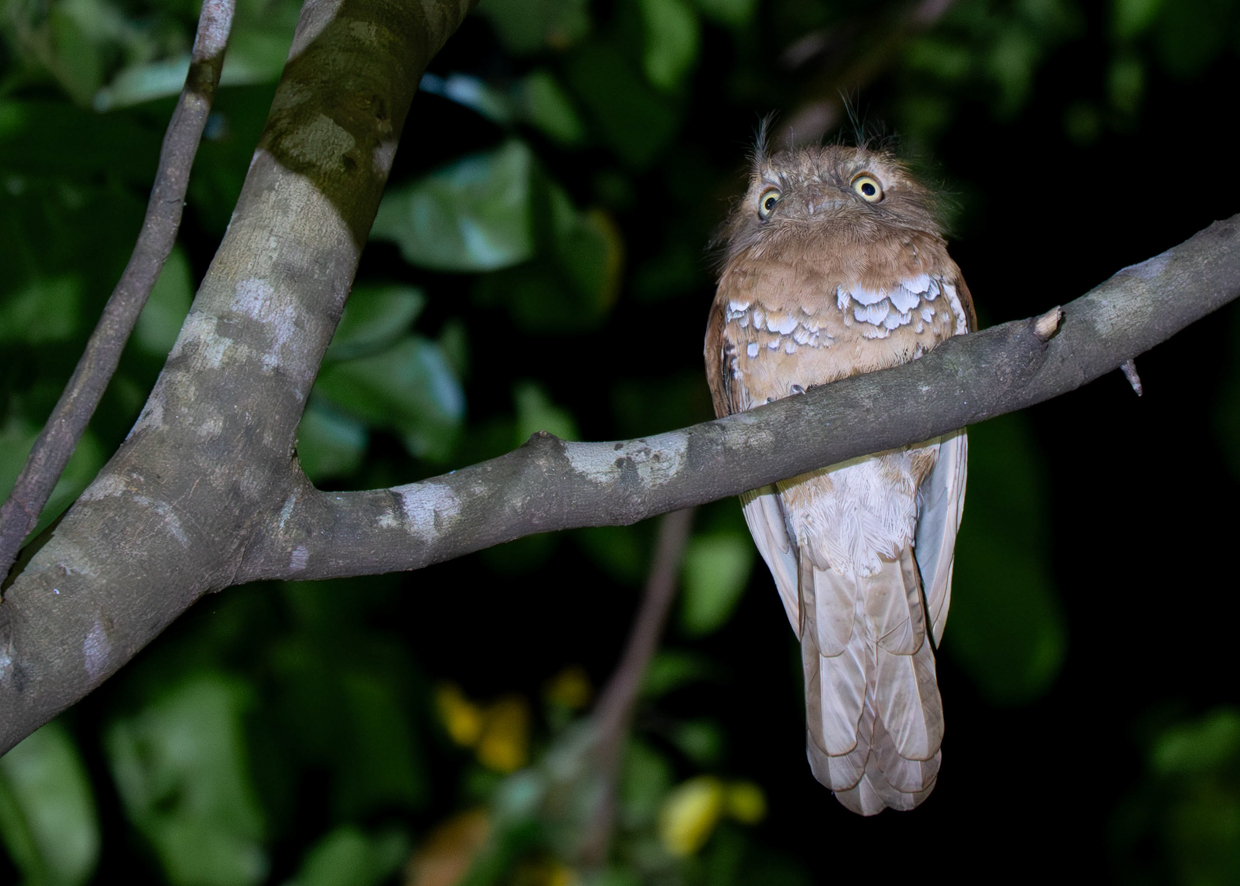 Blyth's Frogmouth