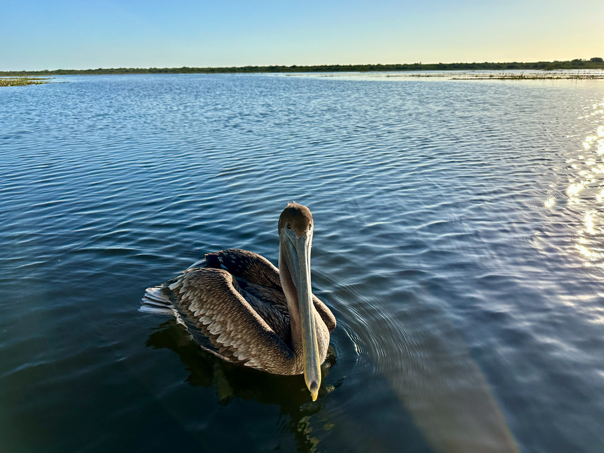 Brown Pelican