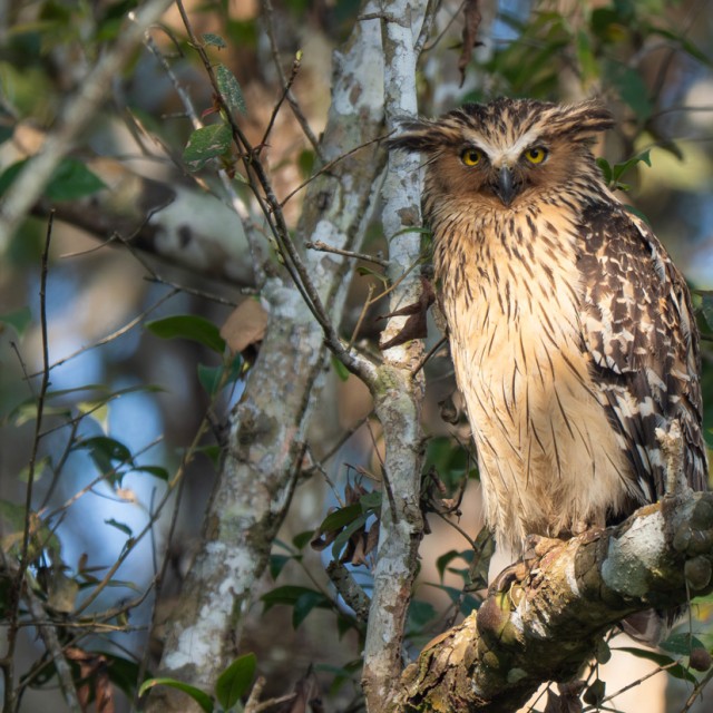 Buffy Fish Owl