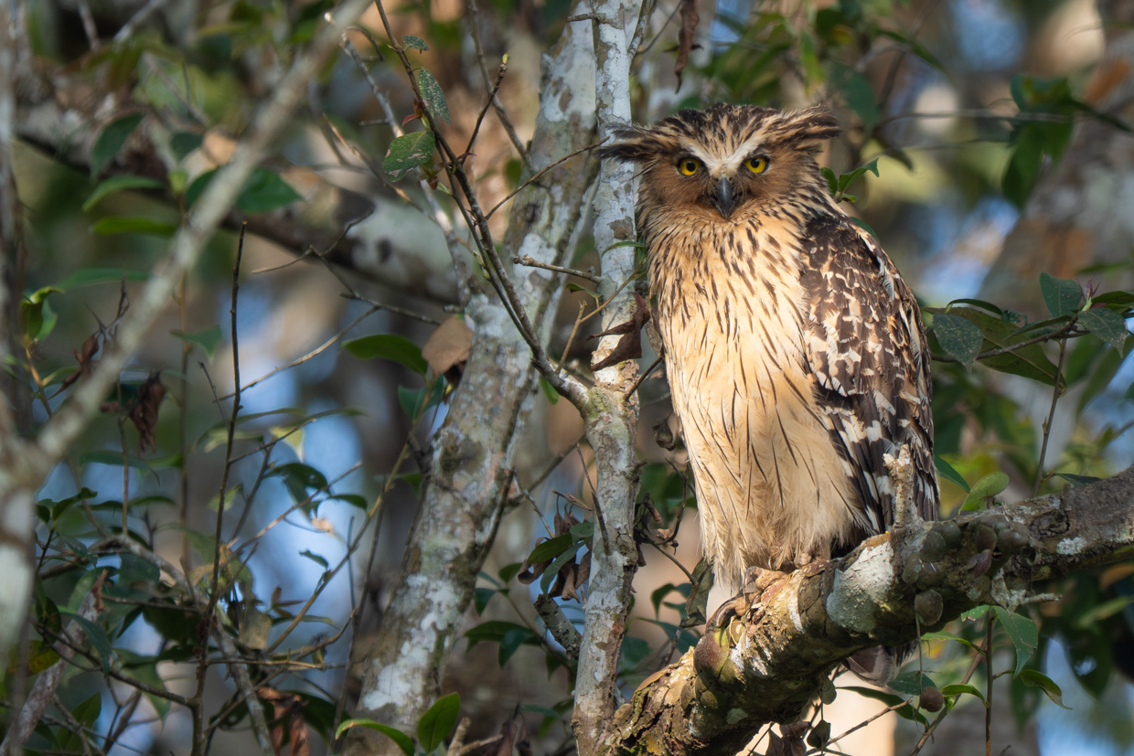 Buffy Fish Owl