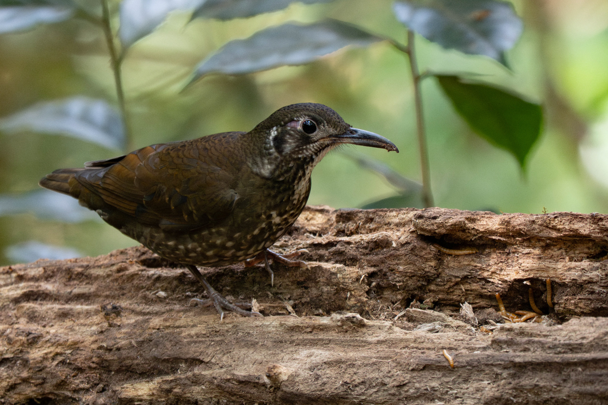 Dark-sided Thrush
