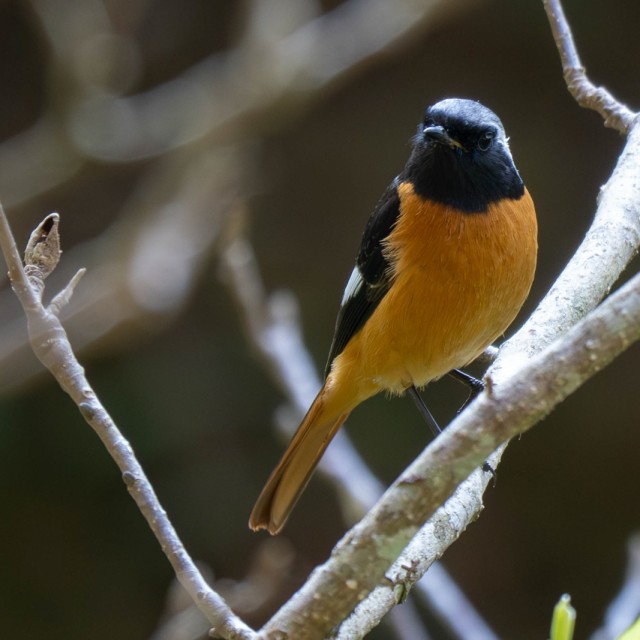 Daurian Redstart