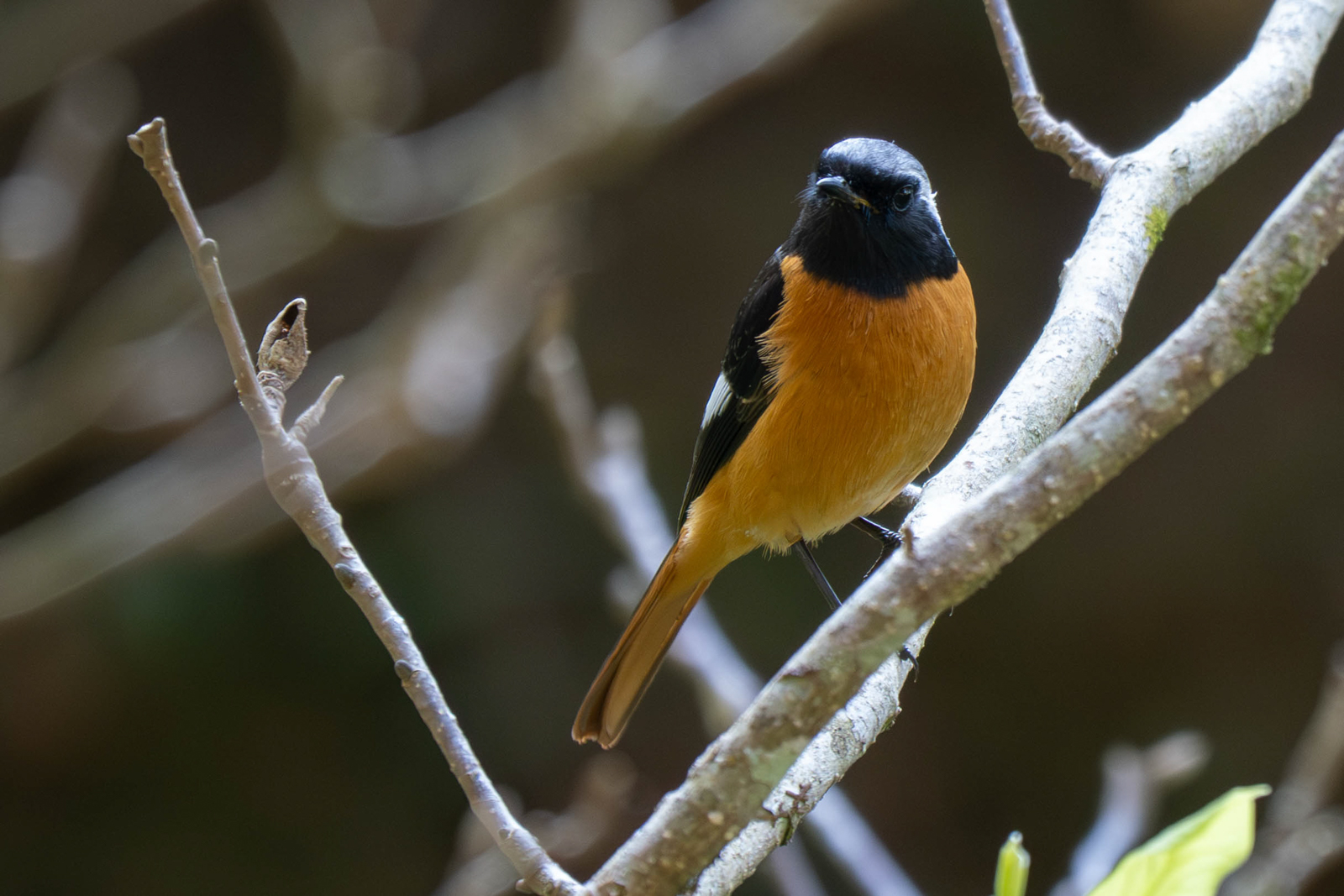 Daurian Redstart