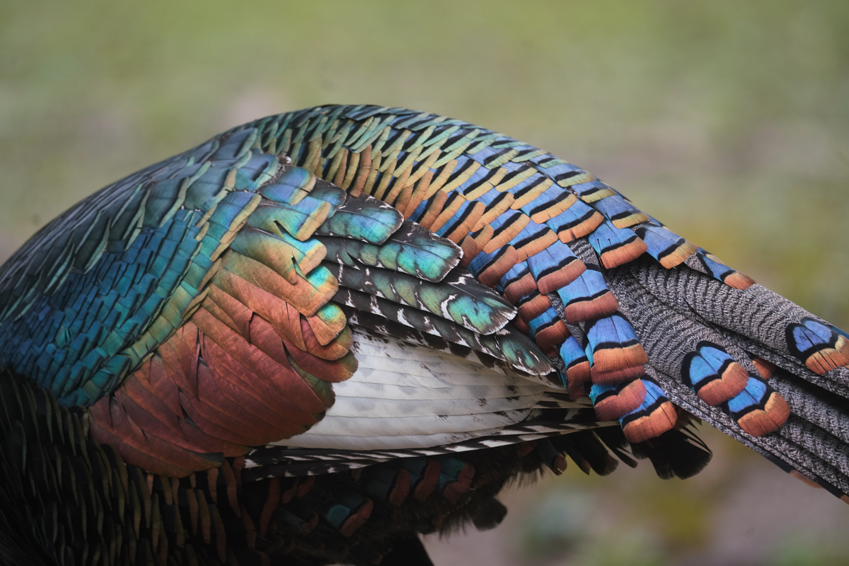 Ocellated Turkey details