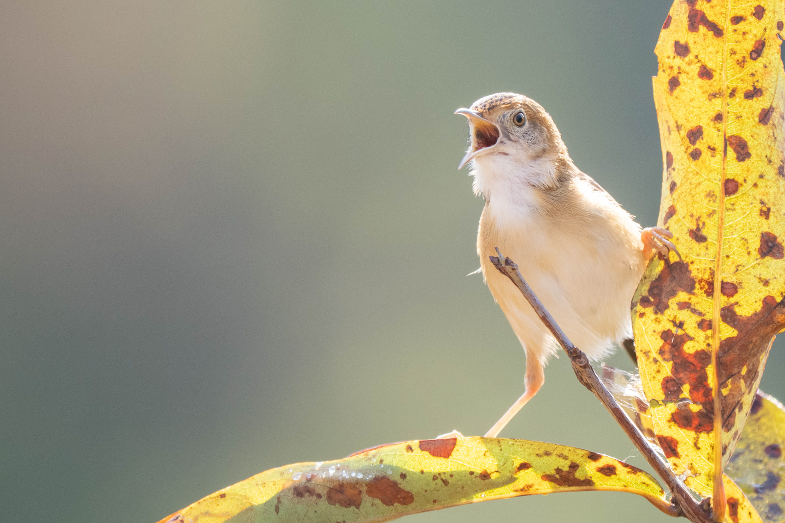 Golden-headed Cisticola 