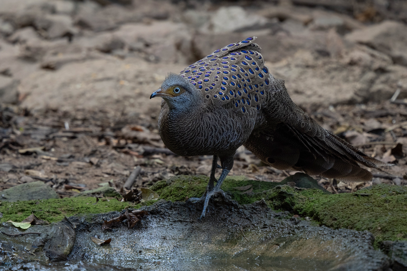 Gray Peacock-Pheasant