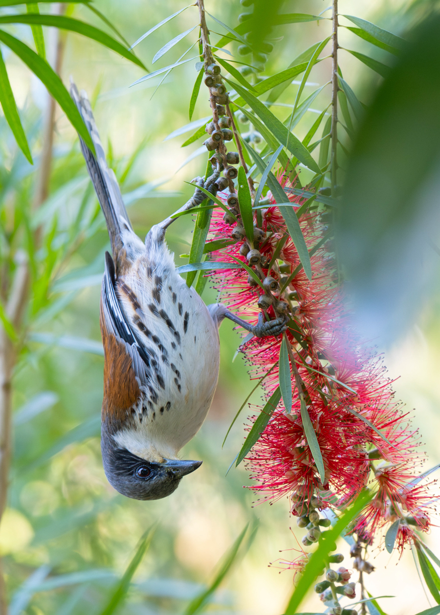 Gray-crowned Crocias