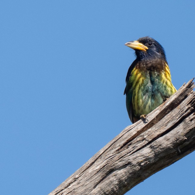 Great Barbet