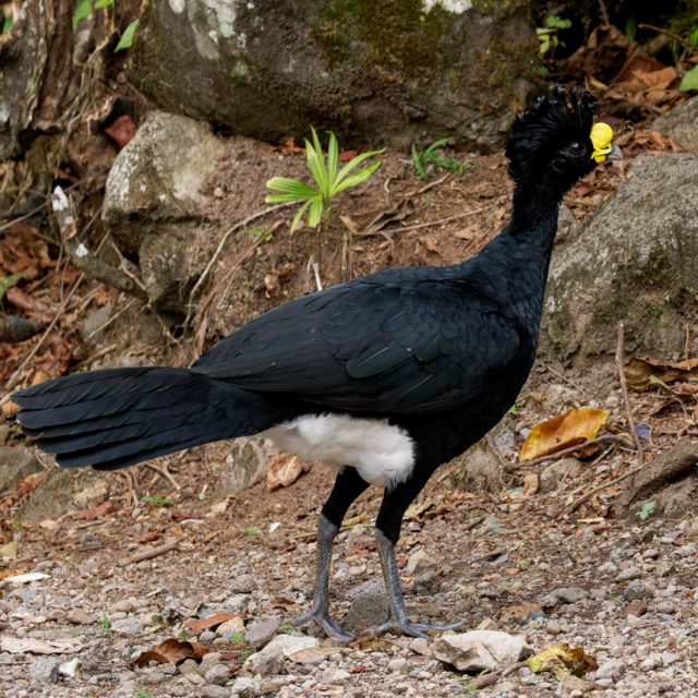 Great Curassow